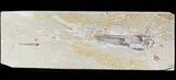 Cretaceous Fossil Squid - Soft-Bodied Preservation #48540-1